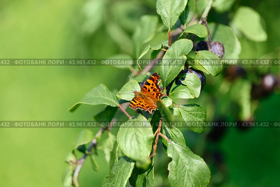 Polygonia butterfly or polygonia egea sits on green leaf background. Beautiful butterfly with mottled brown orange wings. Beautiful summer macro photo. Стоковое фото, фотограф Марина Багрова / Фотобанк Лори