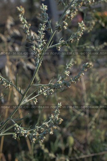 Полынь обыкновенная (artemisia vulgaris), сильный аллерген. Стоковое фото, фотограф Snezka / Фотобанк Лори