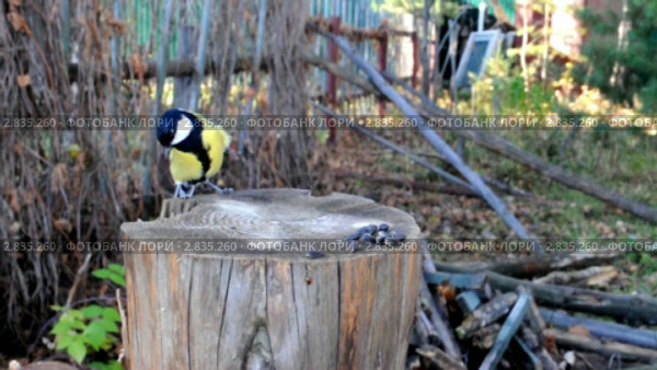 Поползни (sitta, europaea)  прогоняют синиц (parus) Стоковое видео, видеограф Частоколенко Борис Леонтьевич / Фотобанк Лори
