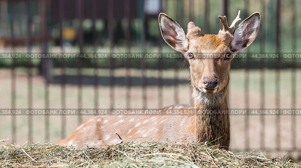 Portrait. A small fawn walks in a paddock on a ranch, on a private eco-farm or in a contact zoo. Animal husbandry. Love for animals. Стоковое фото, фотограф Photojuli / Фотобанк Лори