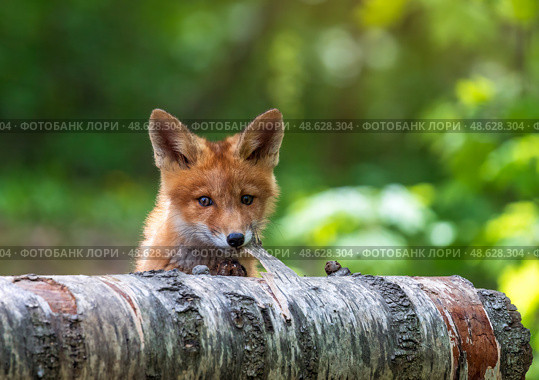 Portrait animal adorable red fox cub in spring forest trying to gnaw off birch bark. Стоковое фото, фотограф Бачкова Наталья / Фотобанк Лори