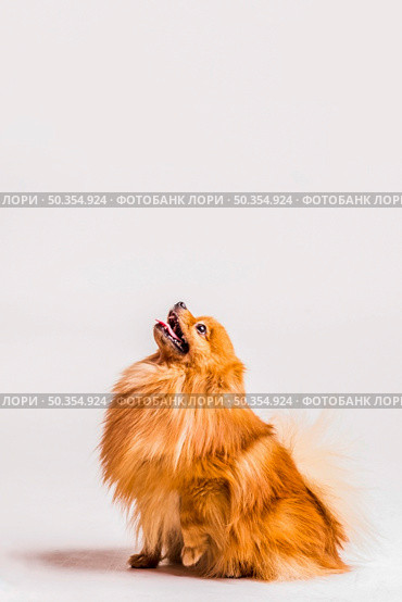 portrait hairy spitz looking up white background. Стоковое фото, агентство Ingram Publishing / Фотобанк Лори