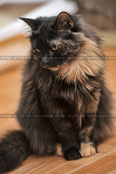 Portrait of a beautiful female  cat. Стоковое фото, фотограф Анна Кривицкая / Фотобанк Лори