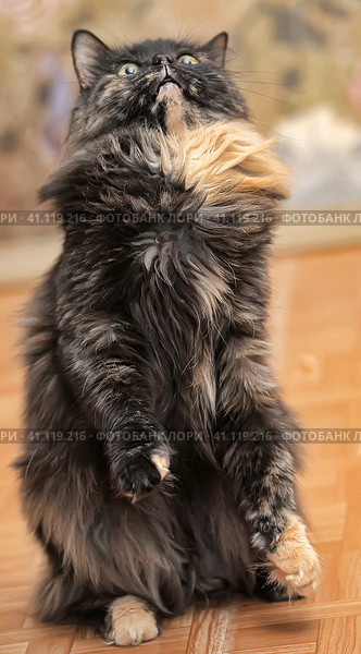 Portrait of a beautiful female  cat. Стоковое фото, фотограф Анна Кривицкая / Фотобанк Лори