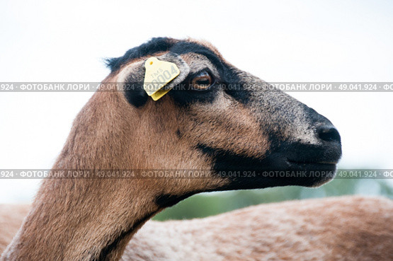 Portrait of a Cameroon sheep. Стоковое фото, агентство Ingram Publishing / Фотобанк Лори