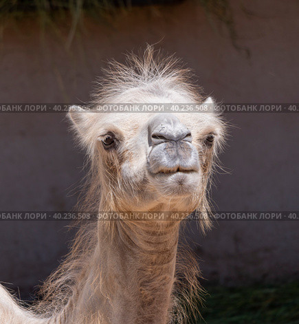 Portrait of a graceful two-humped camel resting in the shade. Стоковое фото, фотограф Фотограф / Фотобанк Лори