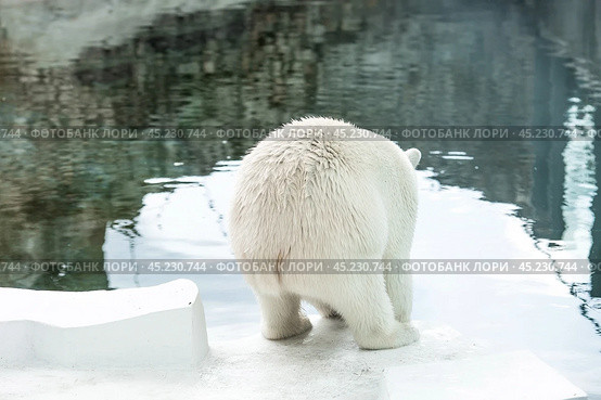 Portrait of a polar bear (Ursus maritimus) in captivity at the zoo. Стоковое фото, фотограф Photojuli / Фотобанк Лори
