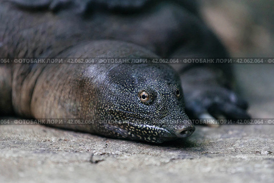 Portrait of a resting turtle Trionyx triunguis. Стоковое фото, фотограф Евдокимов Максим / Фотобанк Лори