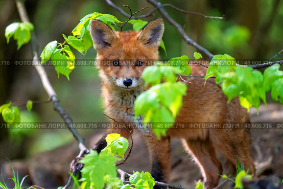 Portrait of adorable red fox cub peeking out from behind tree branches in spring sunny forest. Стоковое фото, фотограф Бачкова Наталья / Фотобанк Лори