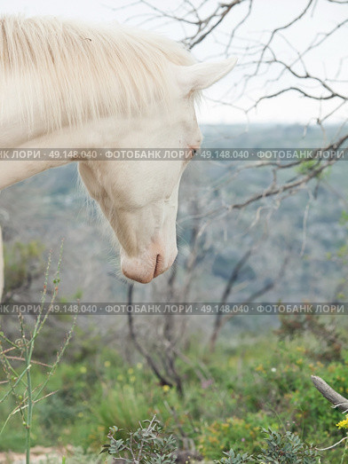 portrait of albino half-wild horse. Israel . Стоковое фото, агентство Ingram Publishing / Фотобанк Лори