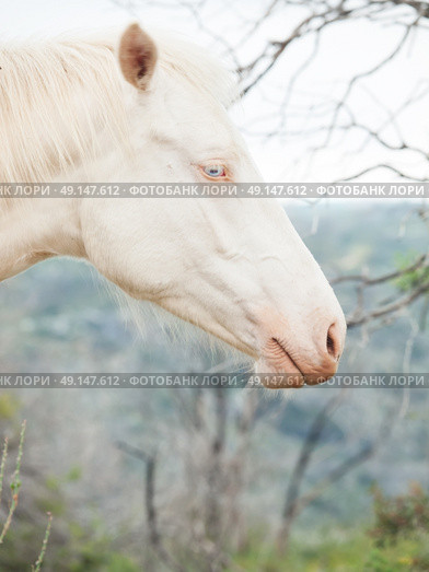 portrait of albino horse . Стоковое фото, агентство Ingram Publishing / Фотобанк Лори