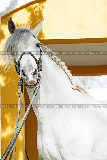portrait of Andalusian horse in dressage bridle. Стоковое фото, агентство Ingram Publishing / Фотобанк Лори