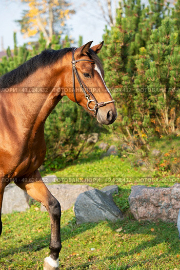 portrait of  bay sportive warmblood horse posing in  stable garden. Стоковое фото, агентство Ingram Publishing / Фотобанк Лори
