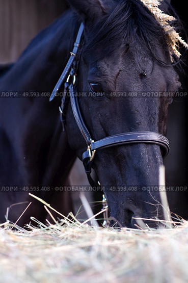 portrait of beautiful black horse posing nearly hay agaist black background. close up. Стоковое фото, агентство Ingram Publishing / Фотобанк Лори