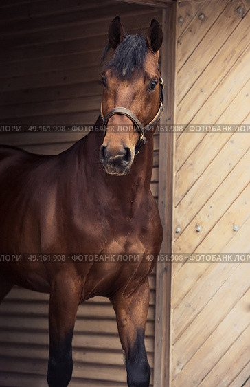 portrait of beautiful sportive horse at stable door background. Стоковое фото, агентство Ingram Publishing / Фотобанк Лори