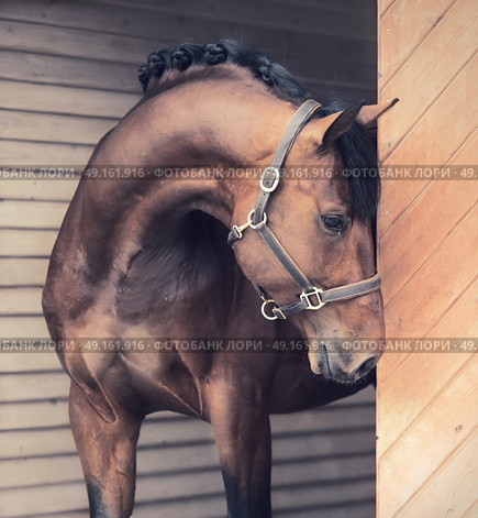 portrait of beautiful sportive horse in  stable door. Стоковое фото, агентство Ingram Publishing / Фотобанк Лори