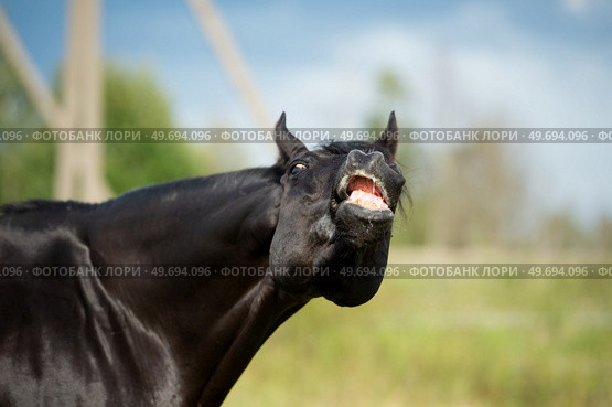 portrait of black stallion sniffing at pasture. close up. Стоковое фото, агентство Ingram Publishing / Фотобанк Лори