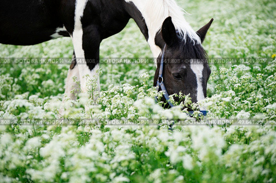 portrait of black-white piebald horse grazing on blossom pasture. Стоковое фото, агентство Ingram Publishing / Фотобанк Лори