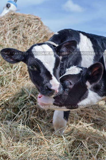 portrait of cute little holshtain calves standing near hay. nursery on a farm. Стоковое фото, агентство Ingram Publishing / Фотобанк Лори