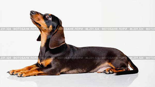Portrait of Dachshund dog lying down. Cute little black and tan puppy dachshund lying down on floor on white background. Adorable new family member at home concept. Close up, copy space. Стоковое AI-изображение, AI-художник Ирина / Фотобанк Лори