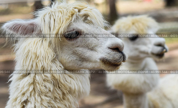 Portrait of funny lama with fringe in zoo. Стоковое фото, фотограф Татьяна Терехина / Фотобанк Лори