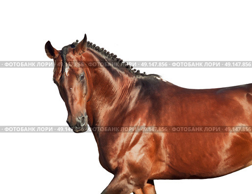 portrait of galloping sportive breed  horse in open manege. sunny morning. Стоковое фото, агентство Ingram Publishing / Фотобанк Лори