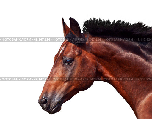 portrait of galloping sportive breed  horse isolated. Стоковое фото, агентство Ingram Publishing / Фотобанк Лори