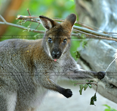 Portrait of Red-necked wallaby or Bennett's wallaby (Macropus rufogriseus) Стоковое фото, фотограф Валерия Попова / Фотобанк Лори
