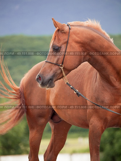 portrait of  show sorrel  arabian stallion. Стоковое фото, агентство Ingram Publishing / Фотобанк Лори