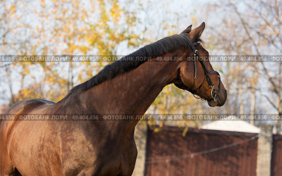 portrait of sportive warmblood horse at fall background. Стоковое фото, агентство Ingram Publishing / Фотобанк Лори