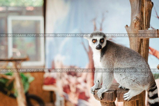 portrait ring tailed lemur wooden post. Стоковое фото, агентство Ingram Publishing / Фотобанк Лори