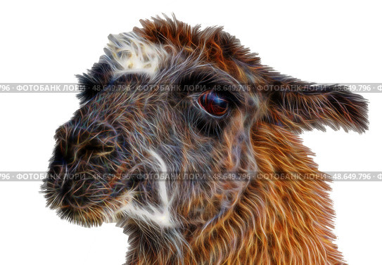 Портрет красивой ламы на белом фоне. Beautiful lama on a white background. Стоковое фото, фотограф Татьяна Д / Фотобанк Лори