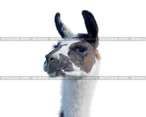 Портрет красивой ламы на белом фоне. Beautiful lama on a white background. Стоковое фото, фотограф Татьяна Д / Фотобанк Лори