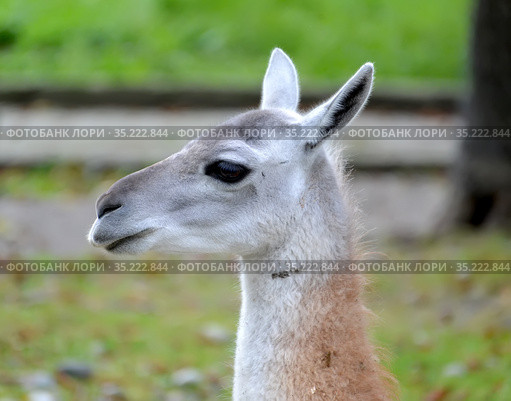 Портрет ламы (Lama glama Linnaeus) в профиль. Стоковое фото, фотограф Ирина Борсученко / Фотобанк Лори