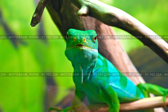 Портрет полосатой фиджийской игуаны (Brachylophus fasciatus) Стоковое фото, фотограф Евгений Капранов / Фотобанк Лори