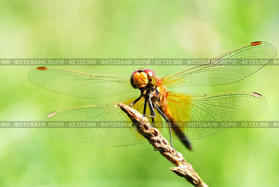 Портрет стрекозы на зеленом фоне. Крупный план. Макро.  Portrait of a dragonfly on a green background. Стоковое фото, фотограф Лариса Гордеева / Фотобанк Лори