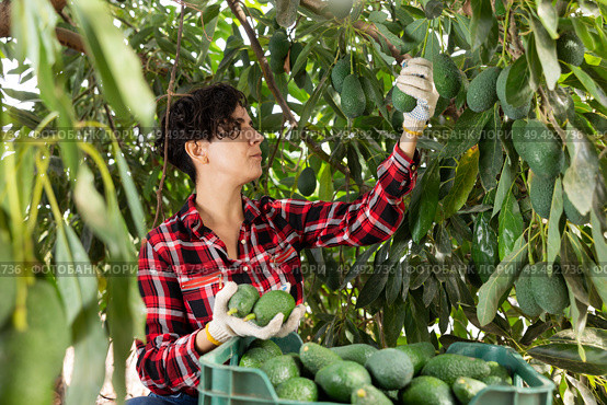 Positive farmer woman picking avocados in garden. Стоковое фото, фотограф Яков Филимонов / Фотобанк Лори