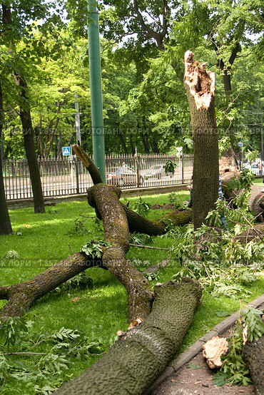 Последствие урагана - упавшее дерево в центре города (2010 год). Стоковое фото, фотограф Алексей Ширманов / Фотобанк Лори