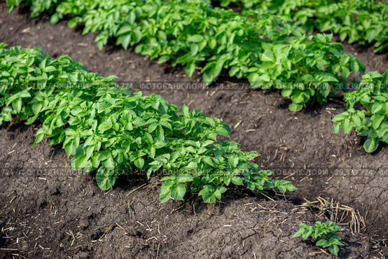 Potato field. Стоковое фото, фотограф Ольга Сейфутдинова / Фотобанк Лори