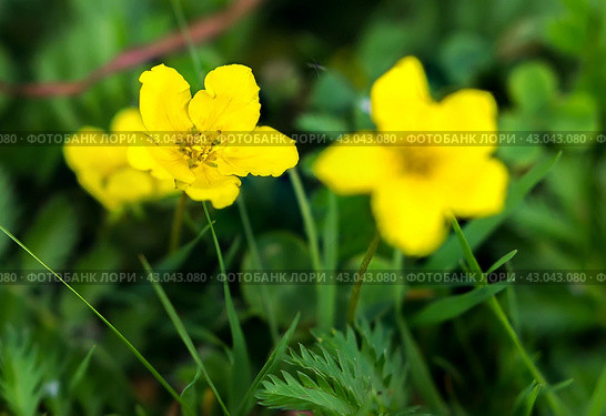 Potentilla anserina. Стоковое фото, фотограф Любовь Назарова / Фотобанк Лори