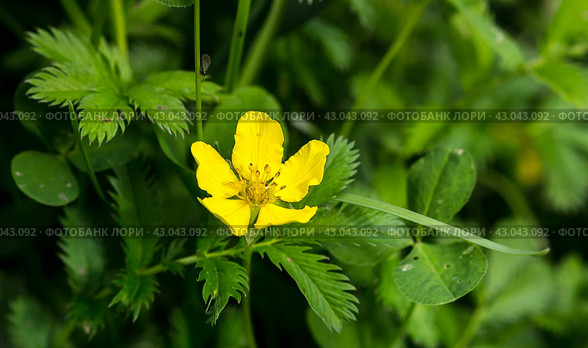 Potentilla anserina, Silverweed. Стоковое фото, фотограф Любовь Назарова / Фотобанк Лори