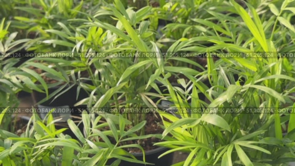 Potted plants arranged in vibrant colors at a garden center, showcasing various species and textures in a lively outdoor setting Flowers growing in plant Cactus, palm trees tropical bathed in warm sun Overlapping green tropical leaves, palm fronds, and monstera deliciosa forming seamless verdant pattern representing lush jungle landscape Sanseveria Laurentii ficus lirata bambino tropical plant in a concrete pot on a gray background. Scandinavian style. Front view and copy space. Стоковое видео, видеограф Zita Khasanova / Фотобанк Лори