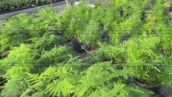 Potted plants arranged in vibrant colors at a garden center, showcasing various species and textures in a lively outdoor setting Flowers growing in plant Cactus, palm trees tropical bathed in warm sun Overlapping green tropical leaves, palm fronds, and monstera deliciosa forming seamless verdant pattern representing lush jungle landscape Sanseveria Laurentii ficus lirata bambino tropical plant in a concrete pot on a gray background. Scandinavian style. Front view and copy space. Стоковое видео, видеограф Zita Khasanova / Фотобанк Лори