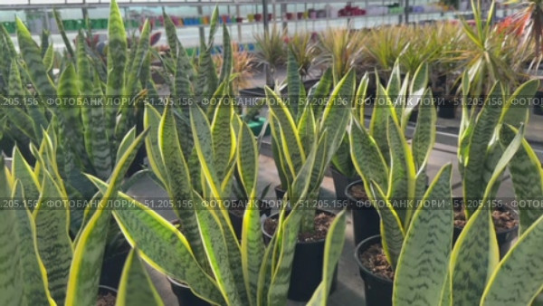 Potted plants arranged in vibrant colors at a garden center, showcasing various species and textures in a lively outdoor setting Flowers growing in plant Cactus, palm trees tropical bathed in warm sun Overlapping green tropical leaves, palm fronds, and monstera deliciosa forming seamless verdant pattern representing lush jungle landscape Sanseveria Laurentii ficus lirata bambino tropical plant in a concrete pot on a gray background. Scandinavian style. Front view and copy space. Стоковое видео, видеограф Zita Khasanova / Фотобанк Лори