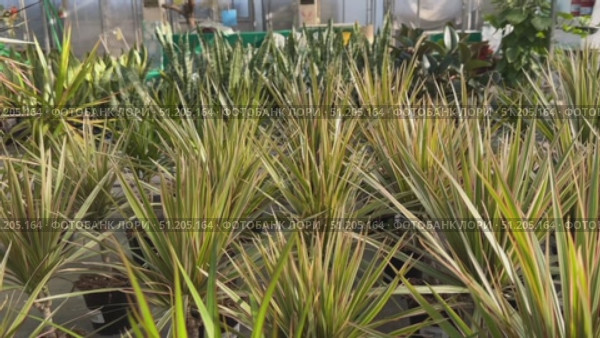 Potted plants arranged in vibrant colors at a garden center, showcasing various species and textures in a lively outdoor setting Flowers growing in plant Cactus, palm trees tropical bathed in warm sun Overlapping green tropical leaves, palm fronds, and monstera deliciosa forming seamless verdant pattern representing lush jungle landscape Sanseveria Laurentii ficus lirata bambino tropical plant in a concrete pot on a gray background. Scandinavian style. Front view and copy space. Стоковое видео, видеограф Zita Khasanova / Фотобанк Лори