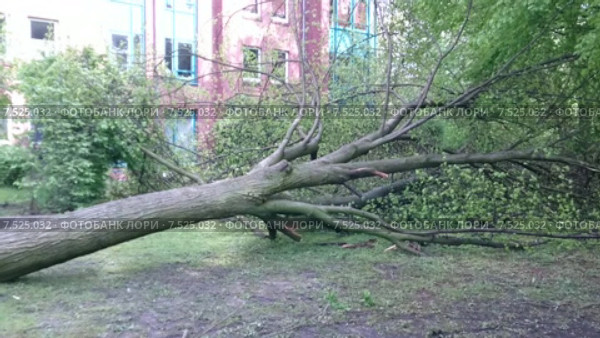 Поваленное ураганом дерево возле жилого дома. Стоковое видео, видеограф Aleksej Penkov / Фотобанк Лори
