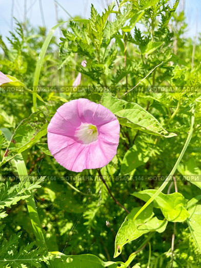 Повой вздутый (Calystegia inflata) в бухте Ахлестышева на острове Русский во Владивостоке в июле. Россия. Стоковое фото, фотограф Овчинникова Ирина / Фотобанк Лори