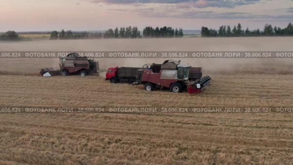 Поволжье, Оренбургская область, страда. Комбайны собирают урожай пшеницы на закате. Вид с воздуха. Volga region, harvest season. Combines harvest wheat at sunset. Aerial view. (2022 год). Редакционное видео, видеограф Евгений Романов / Фотобанк Лори