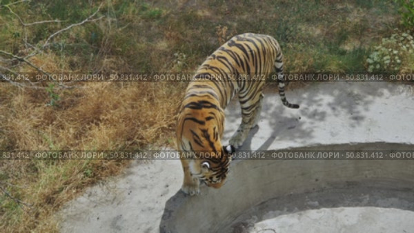 Powerful siberian tiger prowling concrete enclosure edge, muscular striped form highlighting predatory grace within captive environment. Стоковое видео, видеограф Mikhail Davidovich / Фотобанк Лори