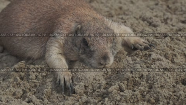 Prairie dog on ground. Стоковое видео, видеограф Михаил Коханчиков / Фотобанк Лори